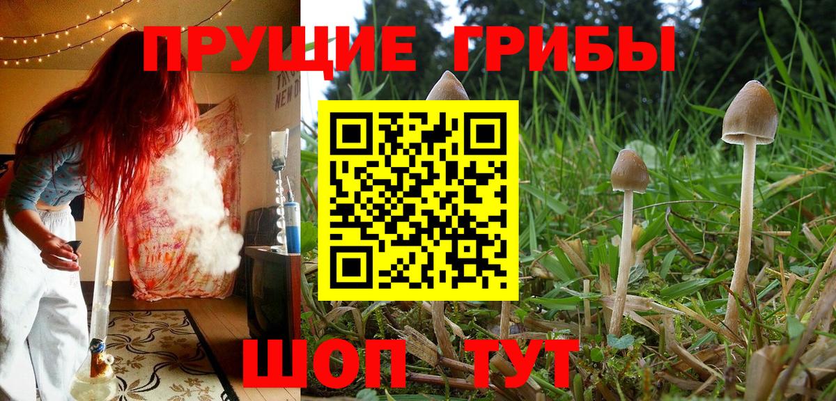 Абакан  закладки  Вход с VPN  Галлюциногенные грибы Cubensis 